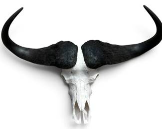 CAPE BUFFALO SKULL