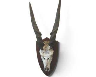 Impala horns
