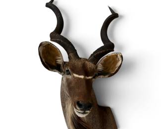 taxidermy kudu