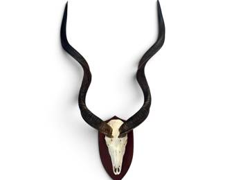 KUDU horns