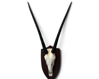 horns skull