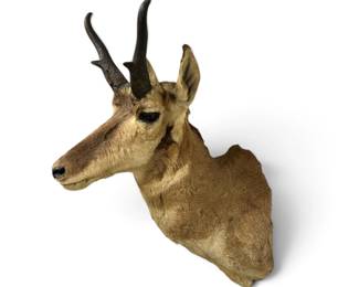 Antelope