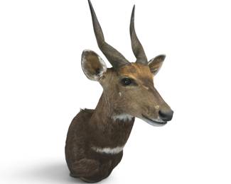 TAXIDERMY