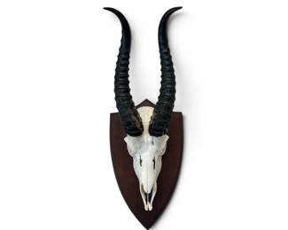 TAXIDERMY SKULL