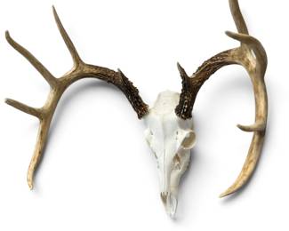 deer skull