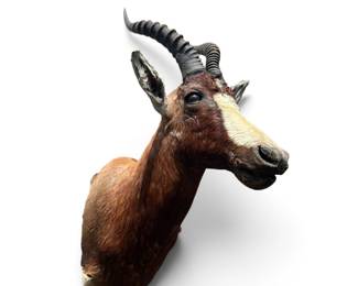 Taxidermy blescok