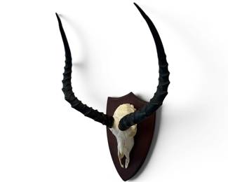skull horns