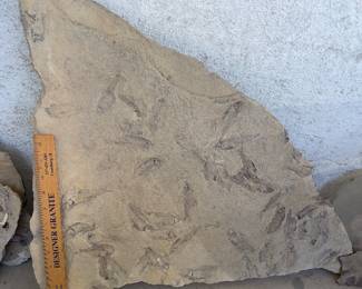 Fossils of fish