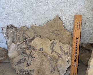 More fish fossils