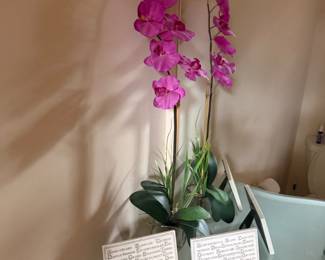Orchid 