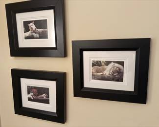 Trio of Wild Animal Photos