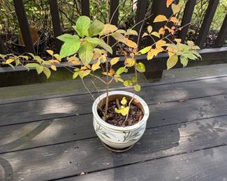Hand-Thrown Studio Pottery Planter with Saucer