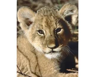 Baby Lion On Canvas