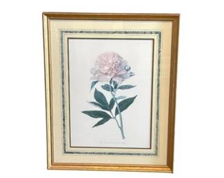 Double Sweet Scented Chinese Peony