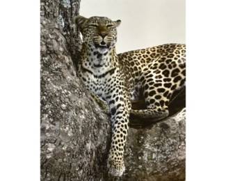 Leopard Photo On Canvas