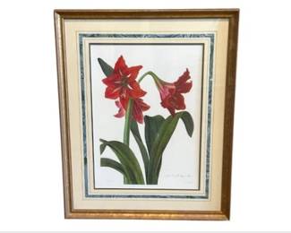 Print Of Hybrid Amaryllis Regina-Vittata (Amaryllis)