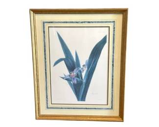 Marica Sabini (Fan Iris) Print