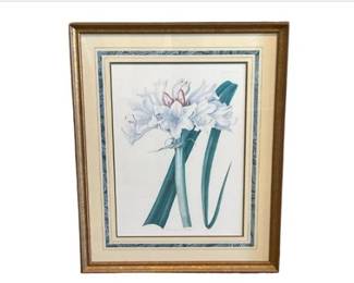 Print Of Crinum Govenium Hybridum (Crinum Lily)