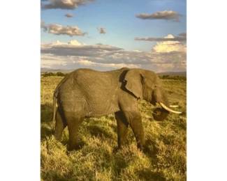 Elephant Photo Canvas