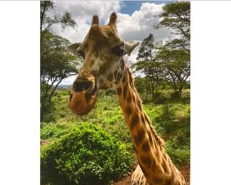 Giraffe Smiling On Canvas