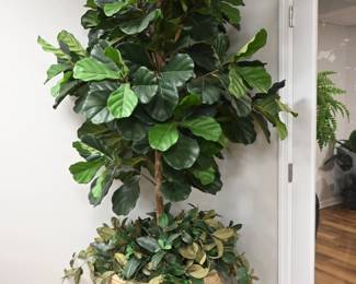 Large fiddle leaf fig Tree in Resin Planter