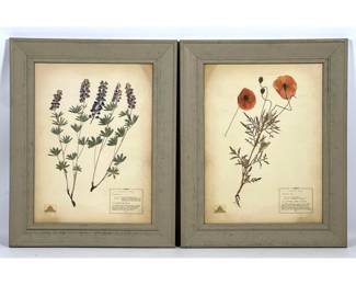 Lot 1939 Pr The New York Botanical Garden Pressed Plant Specimen. Actual Pressed Flowers. 1. Utah Silverstem