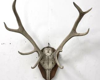 Lot 1531 Vintage 8 Point European Red Deer Antler Mount. Wood Shield Plaque. Naturally Aged Bone.