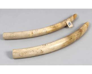 Lot 1982 Pair Natural Animal Artifacts. Number inscribed 117 and 118.