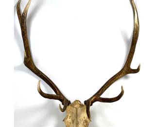 Lot 1533 European Red Deer Cervus Elaphus Deer Antler and Partial Skull 12 Point Royal Stag Mount. Taxidermy.