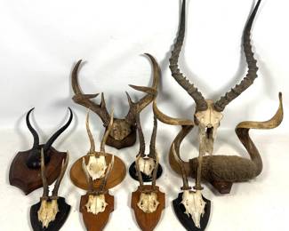 Lot 1535 Assortment 10 African and European Game Trophy Mounts. Including Impala, Springbok, Kudu, WhiteTail