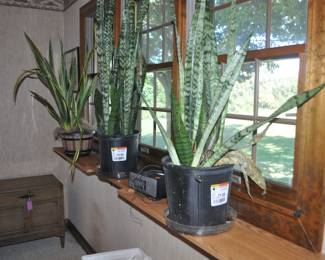 Numerous Plants