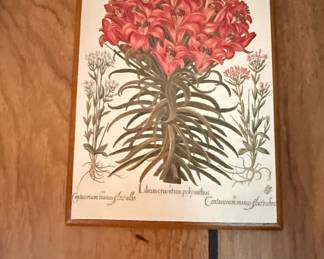 Basilius Besler Lilium cruentum polyanthos Botanical Lithograph