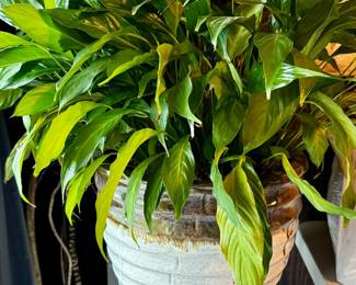 Large Peace Lily & Planter