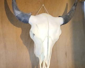 Bison Head