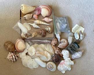 371 assortednaturalseashellssanddollars