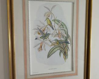 Framed botanical print with hummingbird - ships