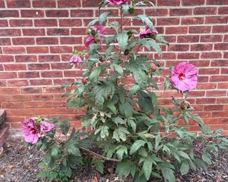 Fully mature perennial hibiscus plants are available for sale. There are two total plants.
