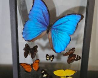 Framed Butterfly Collection with Blue Morpho