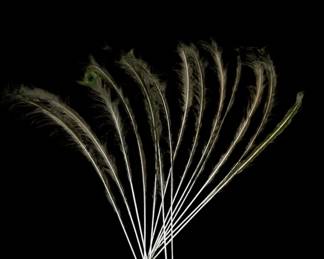 Lot 546h  Large lot of peacock feathers