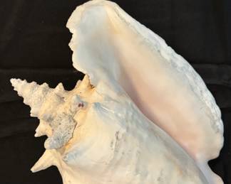 large seashell