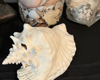 Seashells