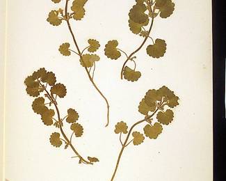 1850s herbarium