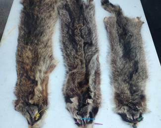 Raccoon pelts