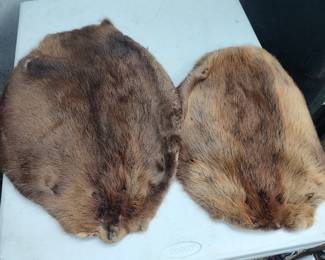 Beaver pelts