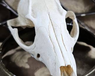 Taxidermy 5" Fox Skull Display Craft Vulture Culture Décor