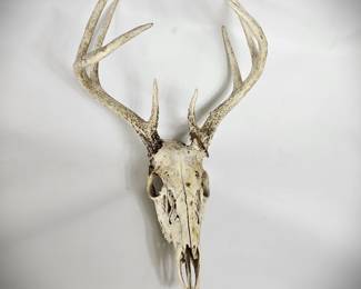 20" White Tailed Deer Skull Antlers European Mount Style Vulture Culture Décor