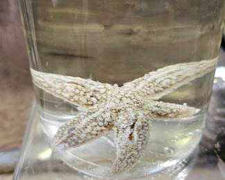 Wet Specimen Starfish Bottle Dark Academia