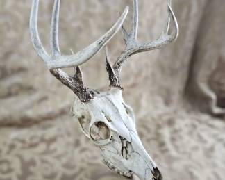 16" White Tailed Deer Skull Antlers Vulture Culture Décor Life Cycle Wisdom Energy