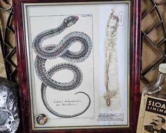 12" Snake Shed Art Faux Scientific Museum Display Curiosity Cabinet Dark Academia Décor