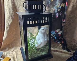 2 Headed ManMade Dove IKEA Lantern Case Taxidermy Curiosity Cabinet Oddities